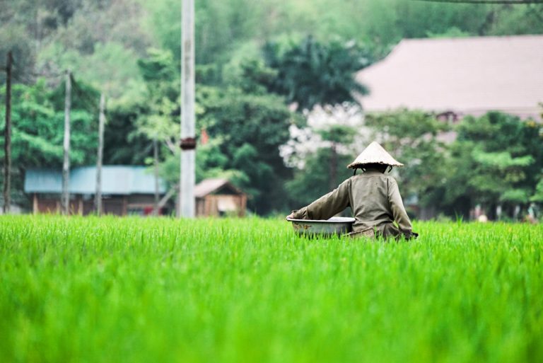 A local Mai Chau women finishes her morning work in the rice field.